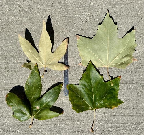Platanus × hispanica (London Plane) (alternate view 12)