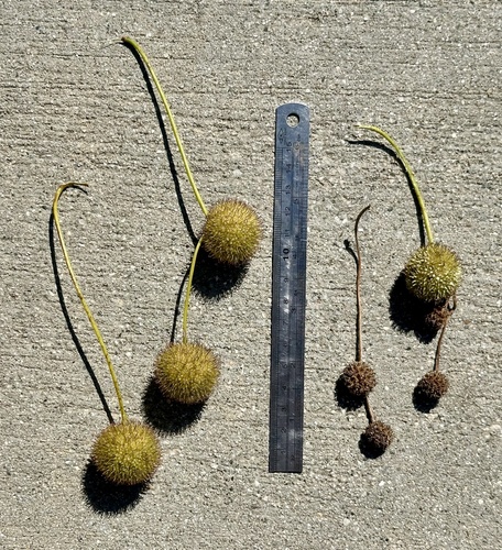 Platanus × hispanica (London Plane) (alternate view 13)