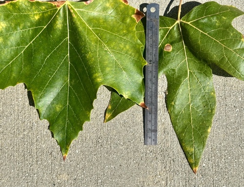 Platanus × hispanica (London Plane) (alternate view 14)