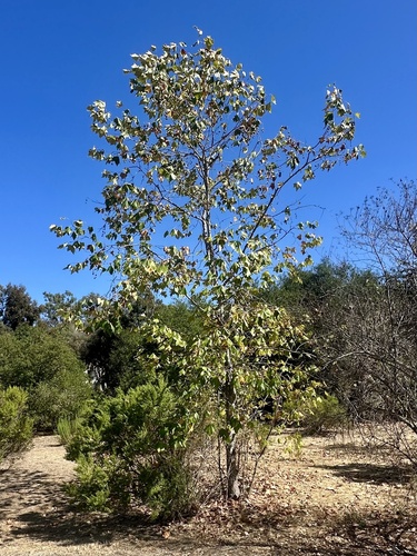 Platanus × hispanica (London Plane) (alternate view 15)