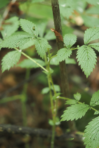 Agrimonia gryposepala (tall hairy agrimony) (alternate view 5)