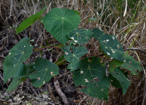 Macaranga tanarius (Elephant's Ear)