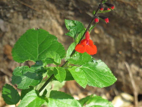 Salvia coccinea (Tropical sage) (alternate view 7)