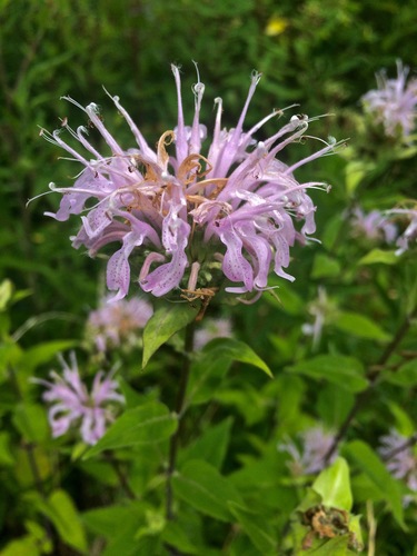 Monarda fistulosa (Wild Bergamot)