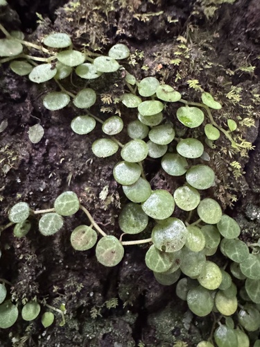 Peperomia prostrata (String of Turtles) (alternate view 5)