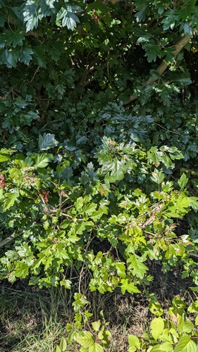 Crataegus mordenensis (Morden Hawthorn)