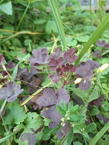 Oxalis stricta (upright yellow woodsorrel)