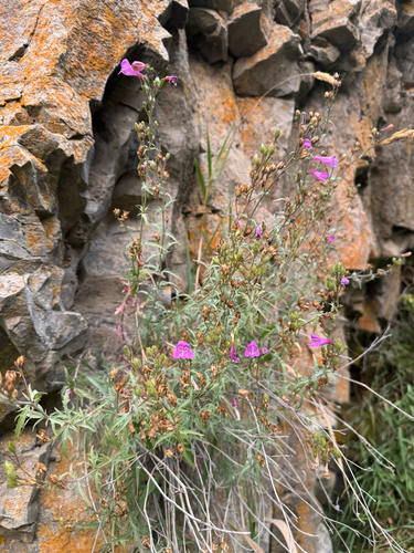 Penstemon richardsonii (Richardson's Penstemon) (alternate view 2)