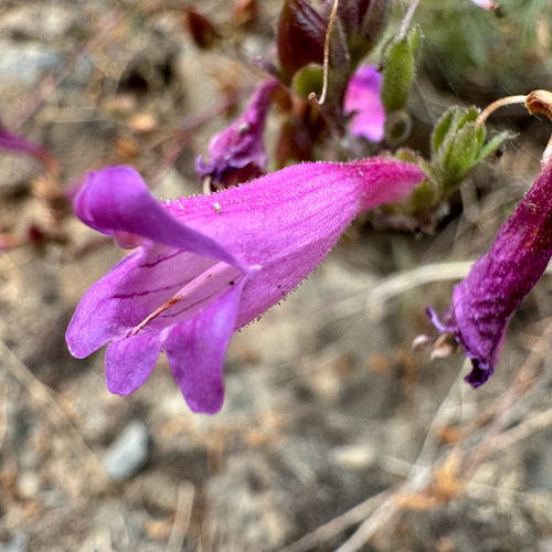 Penstemon richardsonii (Richardson's Penstemon) (alternate view 5)