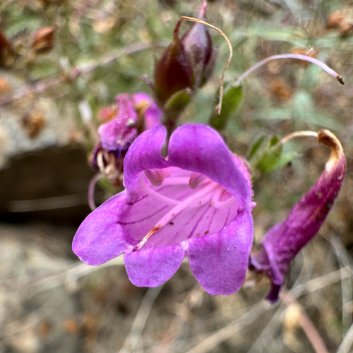 Penstemon richardsonii (Richardson's Penstemon)