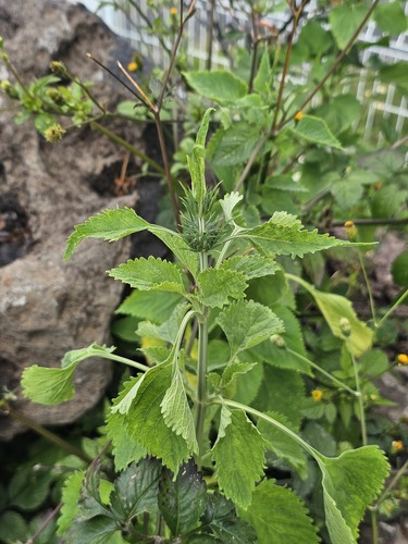 Leonotis (lion's ears) (alternate view 5)
