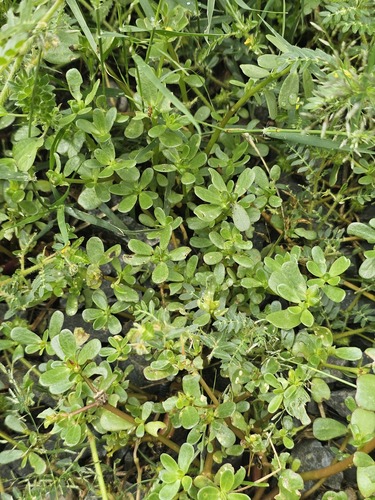 Portulaca oleracea (purslane)