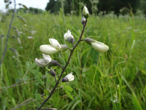 Baptisia lactea (prairie false indigo) (alternate view 4)