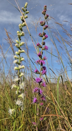 Liatris aspera (rough blazing star) (alternate view 5)