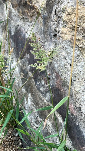 Polypogon viridis (water beard grass)
