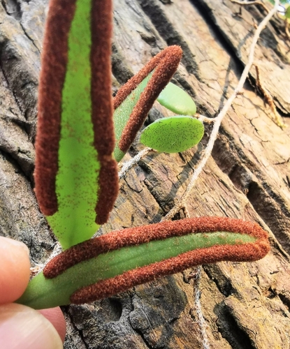 Pyrrosia (Felt Ferns) (alternate view 5)