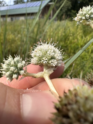 Eryngium yuccifolium (Rattlesnake Master) (alternate view 2)