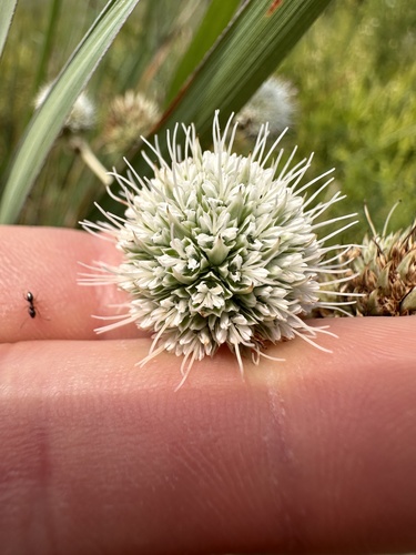 Eryngium yuccifolium (Rattlesnake Master)