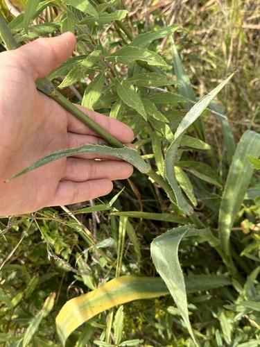 Eryngium yuccifolium (Rattlesnake Master) (alternate view 3)