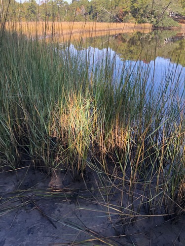 Sporobolus alterniflorus (Saltmarsh Cordgrass) (alternate view 2)