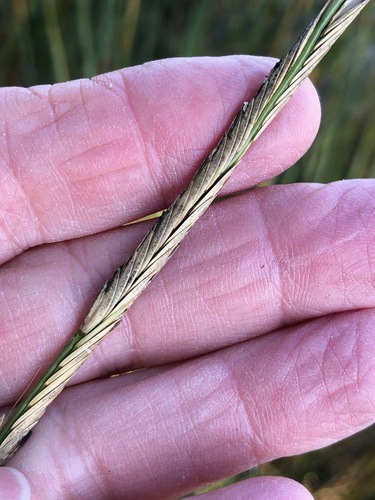 Sporobolus alterniflorus (Saltmarsh Cordgrass) (alternate view 3)