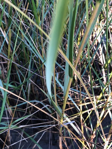 Sporobolus alterniflorus (Saltmarsh Cordgrass) (alternate view 4)