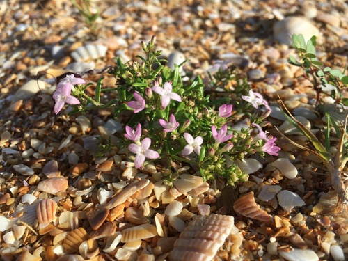 Stenaria nigricans (diamond-flowers)