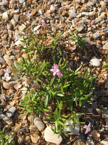 Stenaria nigricans (diamond-flowers) (alternate view 2)