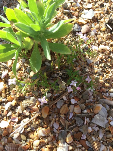 Stenaria nigricans (diamond-flowers) (alternate view 3)