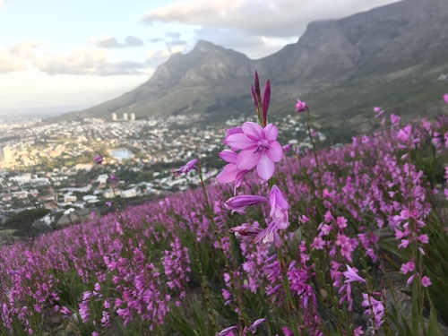 Watsonia (Watsonias) (alternate view 4)