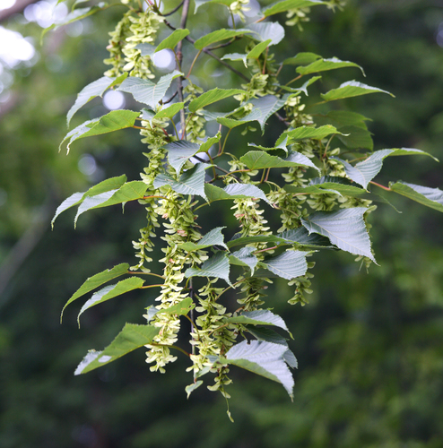 Acer capillipes (Snakebark Maple) (alternate view 5)