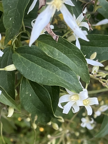 Clematis pubescens (Common Clematis) (alternate view 4)