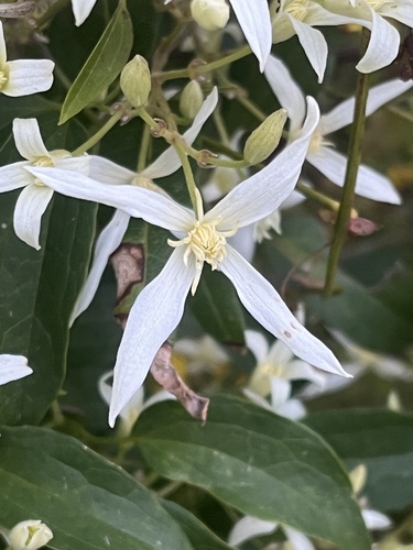 Clematis pubescens (Common Clematis) (alternate view 5)