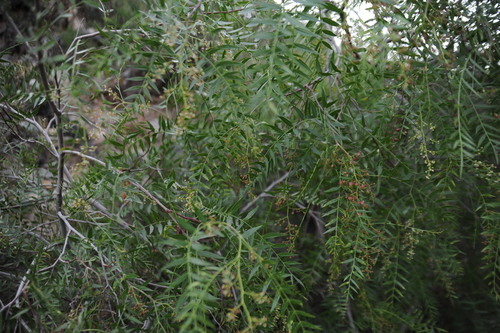 Schinus areira (Peppercorn Tree)
