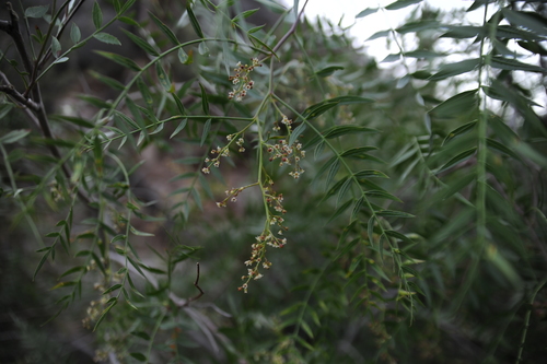 Schinus areira (Peppercorn Tree) (alternate view 2)