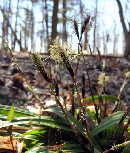 Carex plantaginea (Plantain-Leaved Sedge)