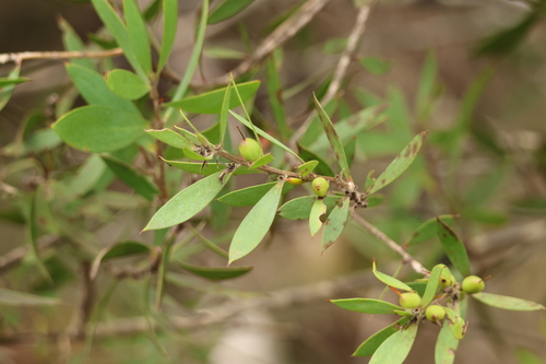 Persoonia lanceolata (Lance-leaf Geebung) (alternate view 4)