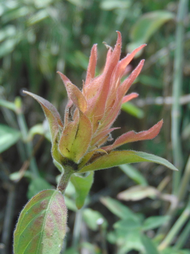 Justicia fulvicoma (Orange Shrimp Plant)