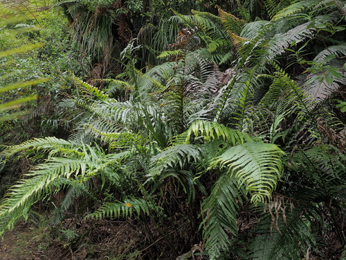 Blechnum (hard ferns) (alternate view 9)