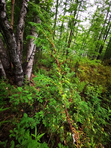 Juniperus communis (common juniper)