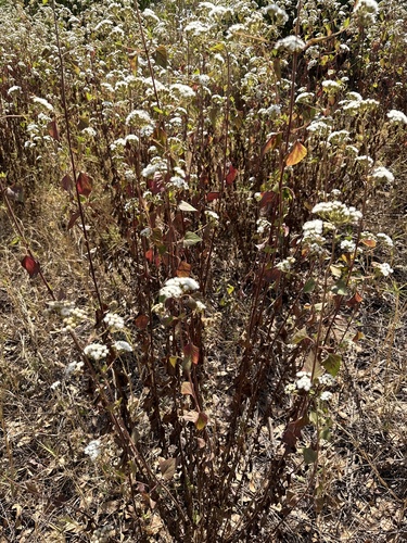 Ageratina adenophora (Crofton Weed) (alternate view 3)