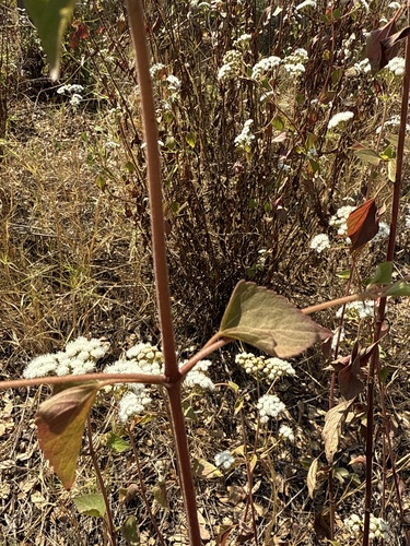 Ageratina adenophora (Crofton Weed) (alternate view 4)