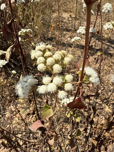 Ageratina adenophora (Crofton Weed) (alternate view 5)