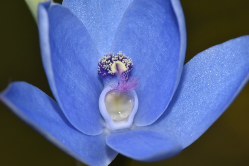 Thelymitra crinita (Blue Lady Orchid) (alternate view 4)