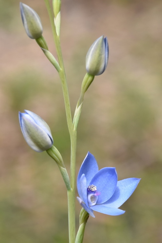 Thelymitra crinita (Blue Lady Orchid) (alternate view 5)