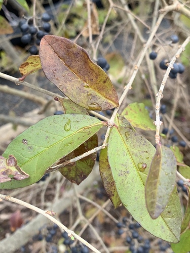 Ligustrum obtusifolium (border privet) (alternate view 10)