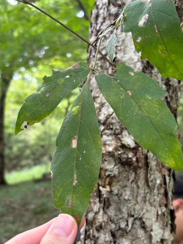 Acer triflorum (Three-flower Maple) (alternate view 2)