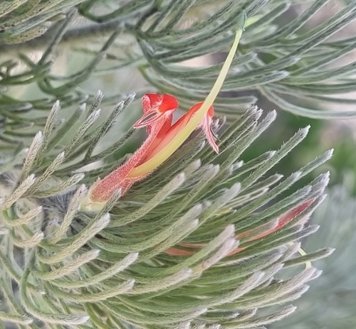 Adenanthos sericeus (alternate view 8)