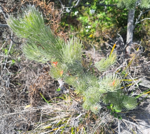 Adenanthos sericeus (alternate view 9)