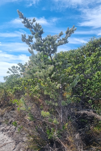 Adenanthos sericeus (alternate view 10)